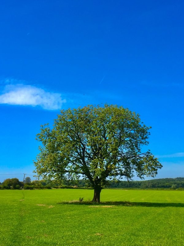 The Oak Tree
