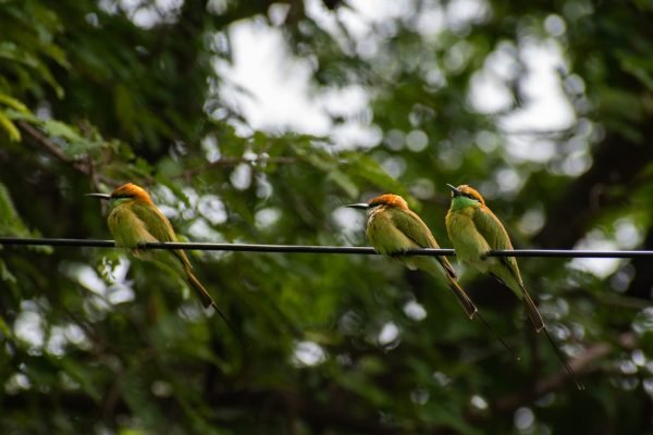 Hear the Birds Singing