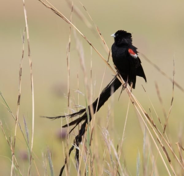 Blackbirds